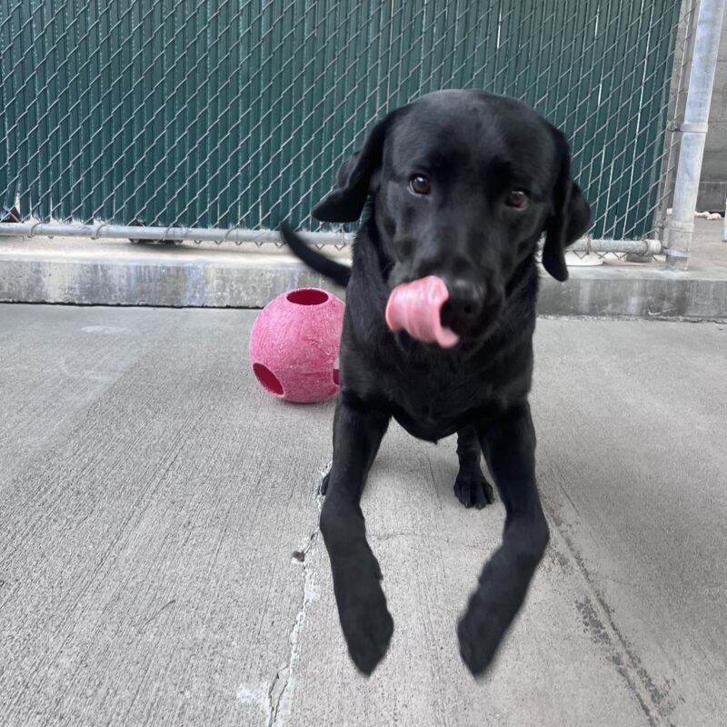Gadget is running through community run with her feet in the air and her tongue out. There is a red jolly ball in the background.