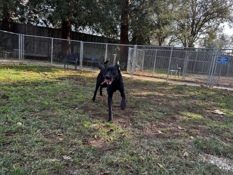 Georgie is pictured running in the fenced grass paddock area located on campus. She is running at the camera with her feet in the air and her tongue hanging out the side with large eyes in excitement.
