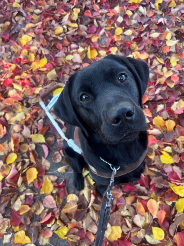 <p>Georgie is pictured sitting in harness looking up at the camera. There are numerous leaves on the ground behind her featuring the colors of red, yellow and orange.</p>
