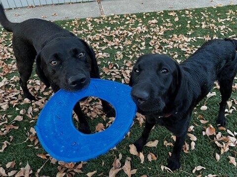 Two black labs are holding a blue  frisbee toy between while looking up at the camera. Gildy  is the smaller Lab on the right.