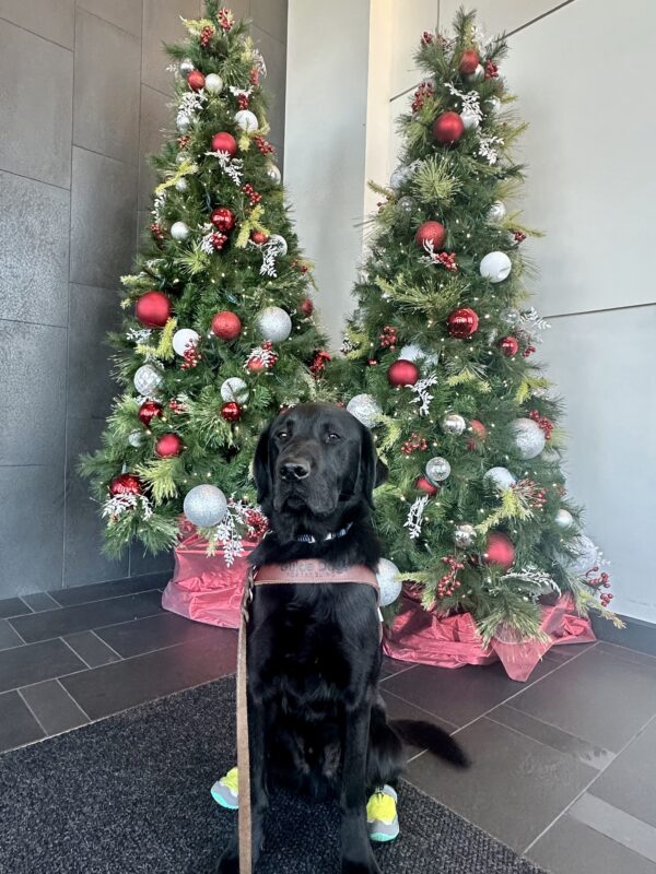 Gilligan is sitting in front of two tall Christmas trees decorated with red and silver ornaments. He’s in his guide dog harness with green booties on his back paws, looking at the camera as his tail is mid-wag.