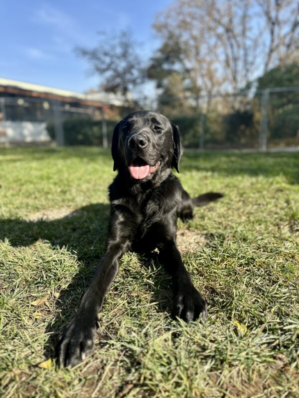 Gilligan is laying down in a grass play area with a fence, trees, and blue sky in the background. The sun is shining and he’s smiling with his mouth open.