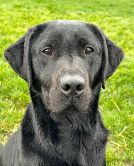 Black Lab Gina looking intently at the camera. She's sitting in green grass.
