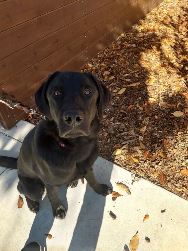 Black lab Glen looking up at the camera.  He is outside on leash waiting for his walk to begin.