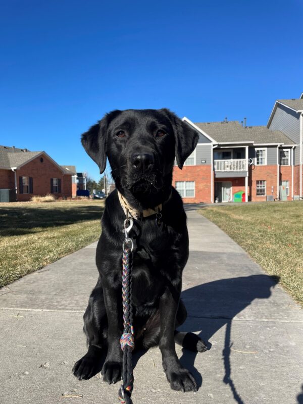 Black Lab Gondola sitting nicely to have her picture taken.