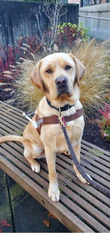 Male yellow Labrador Retriever, Grady, sits on a bench looking at the camera. There are a variety of grasses and plants behind him. He is wearing his GDB harness.