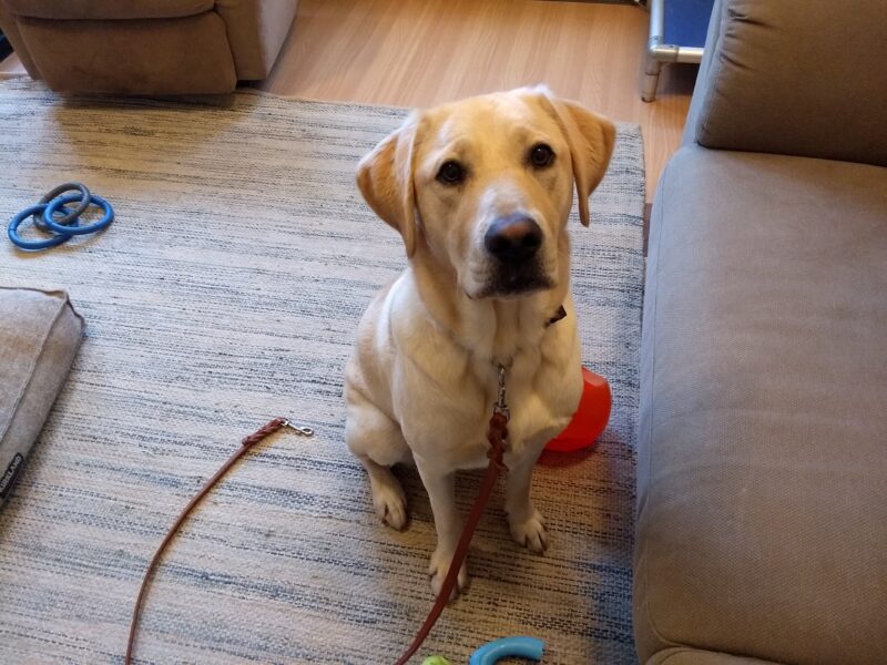 <p>Yellow Lab Gregory is sitting in a living room in front of a brown couch. There are red and blue toys and a brown dog bed in the background.</p>