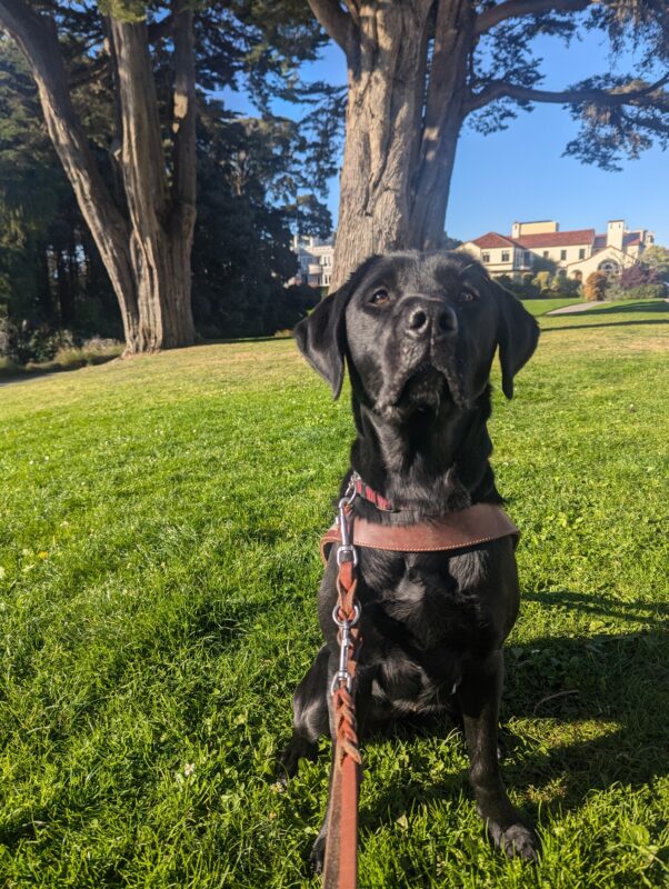 Groovy sits in harness on a lawn of grass, looking up above the camera with a serious look on her face. Some trees and houses can be seen in the background.