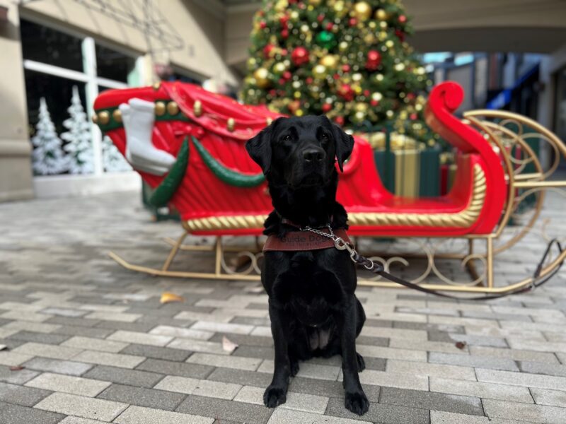 Hallmark is sitting in harness while looking at the camera. There is a holiday decorative display in the background.