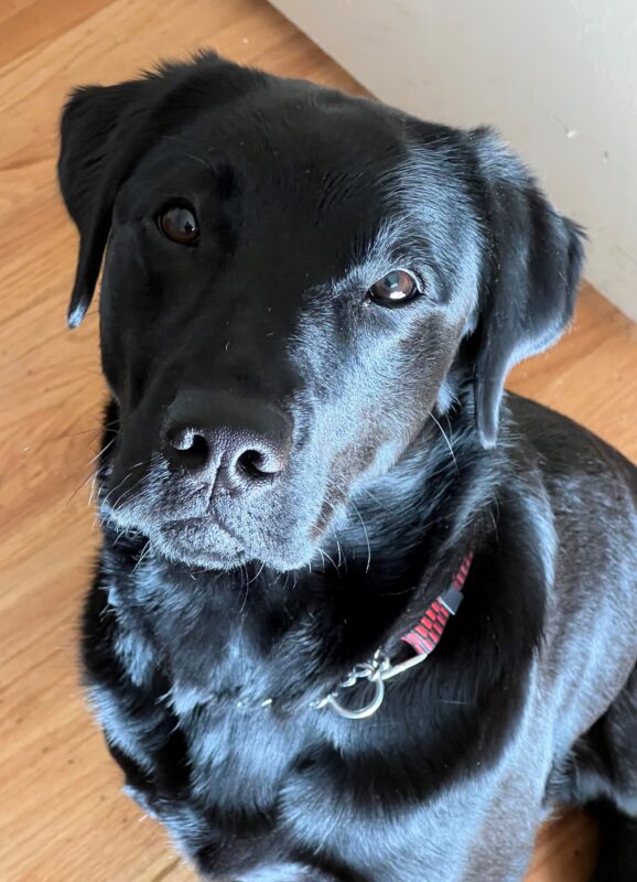 Hallmark sits in a home setting while looking up at the camera.