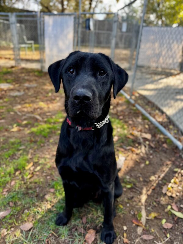 Harley is pictured sitting up straight and tall with somewhat of a serious look on his face as he stares at the camera. He is in the grass paddocks on campus in a large fenced-in area.