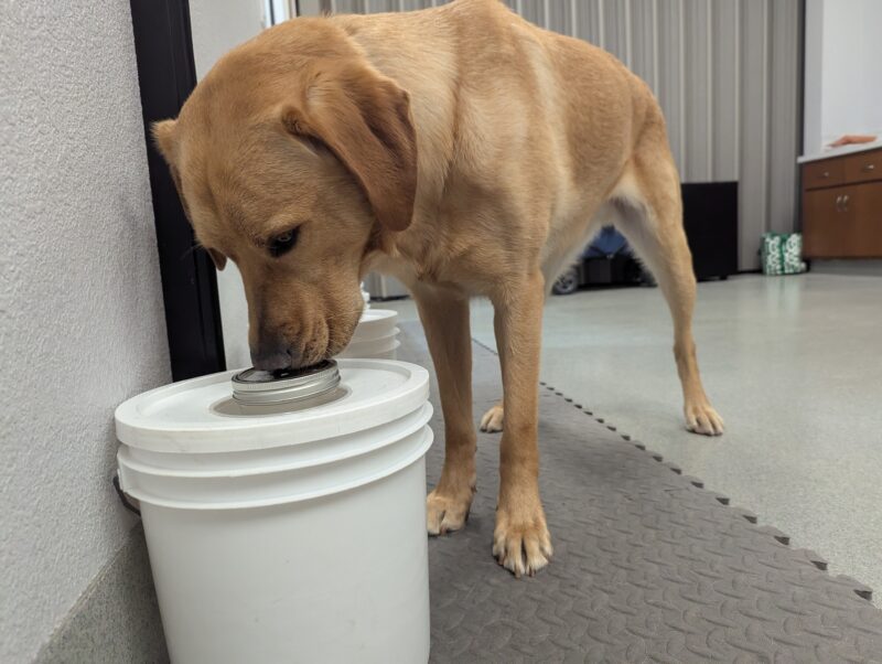 Yellow lab Hastings is touching his nose onto the white scent bucket to identify the odor.