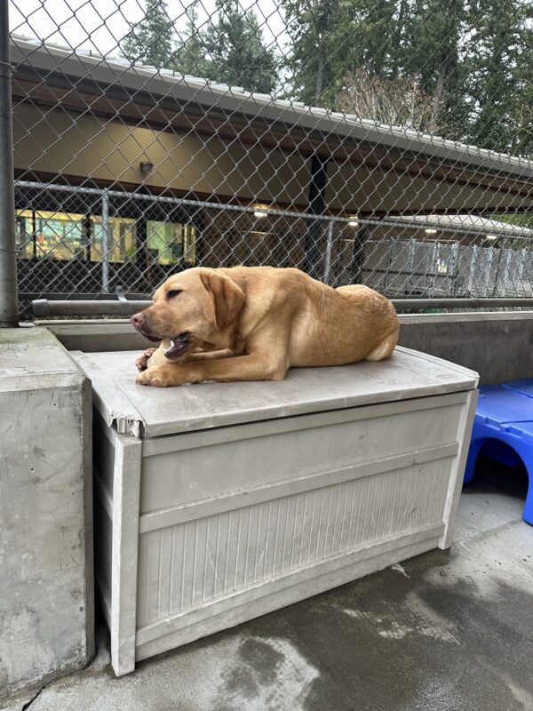 Hawk, a male yellow lab, lay atop a tan storage container in community run. He is chewing on a large nylabone.