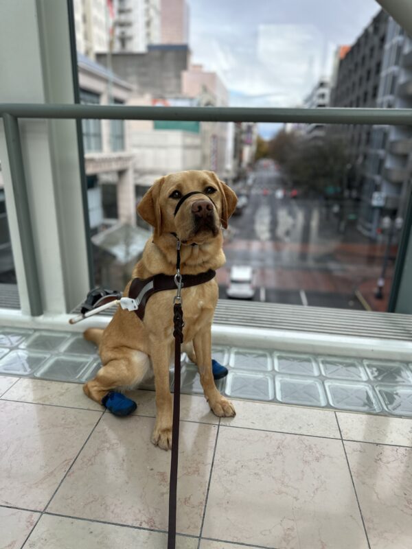 A male reddish yellow lab, Hawk, sits in front of a window overlooking a street in downtown Portland. He is looking towards the camera and is wearing his harness, gentle leader, and booties on his hind feet.