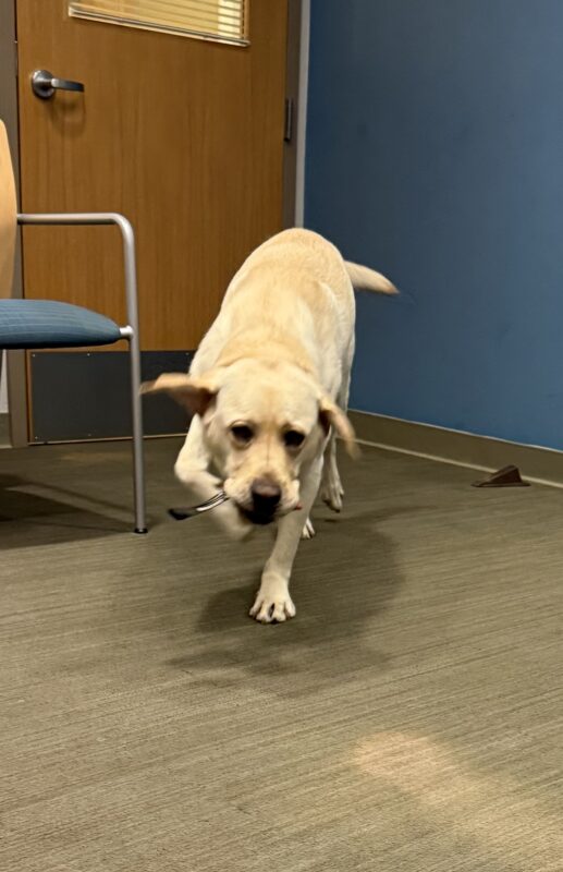 <p>Bidwell plays fetch with his handler in an office on the GDB campus. The image is a little blurry as he is running toward the camera with a toy in his mouth, ears and tail flapping.</p>