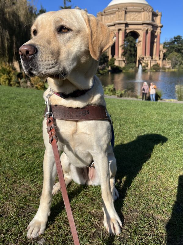 Fuchsia is sitting in front of the Palace of Fine Arts in San Francisco. She is wearing a guide dog harness and looking off to the side of the camera.