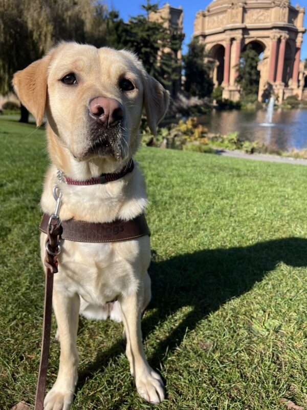 Sky is sitting in front of the Palace of Fine Arts in San Francisco. She is wearing her guide dog harness and looking into the camera.