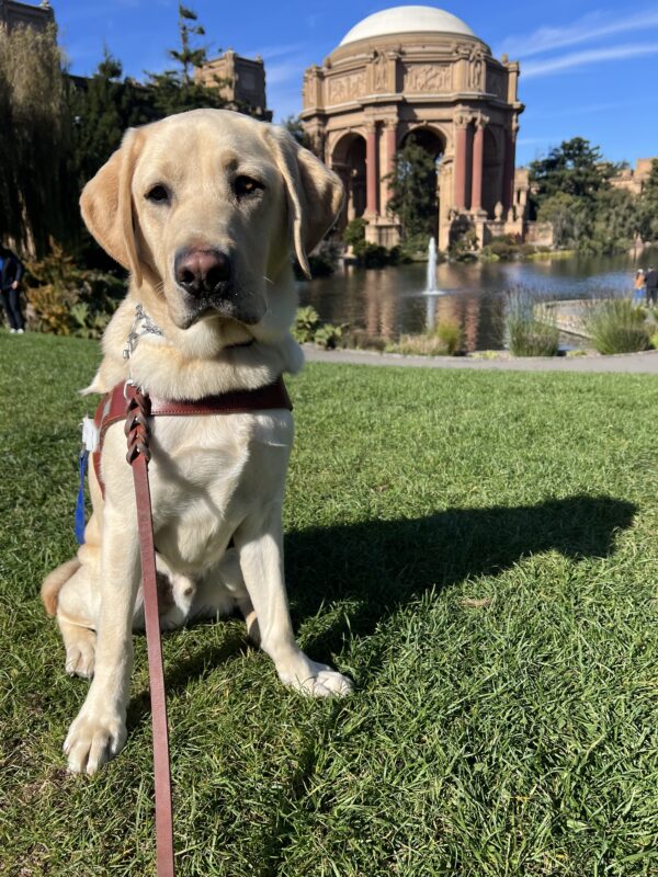 Higgins is sitting in front of the palace of fine arts in San Francisco. He is wearing his guide dog harness and is looking off to the side of the camera.