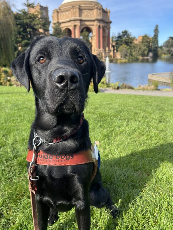 Nero is wearing his guide dog harness and sitting in front of the Palace of Fine Arts in San Francisco.