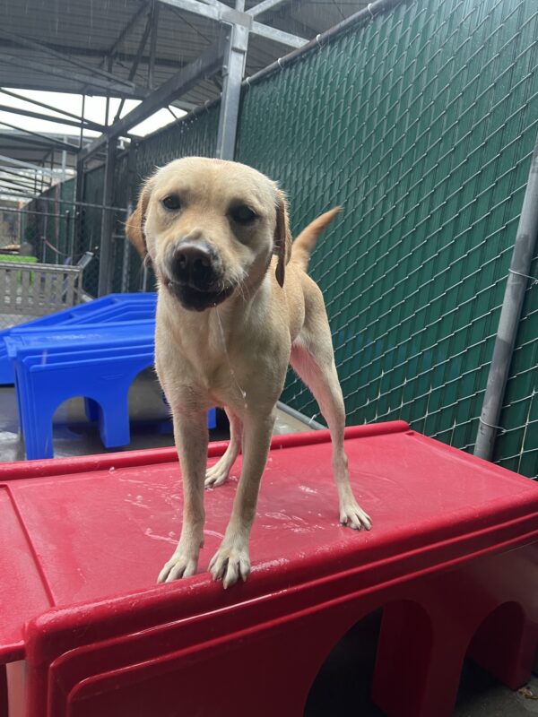 Fuchsia is playing in the rain. She is standing on a red, plastic play structure. She is looking into the camera after playing in the puddle that had formed in the center of the structure.