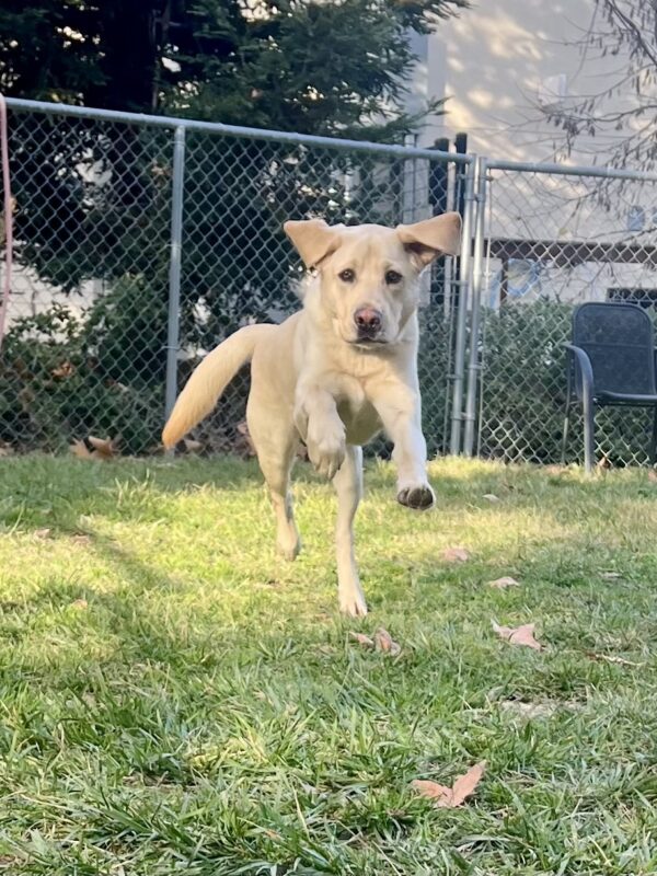 Higgins is leaping in the grass paddock area. His front two paws and back right paw are all off of the ground as he pushes off with his left back leg. His ears are flopped up and he is staring into the camera.