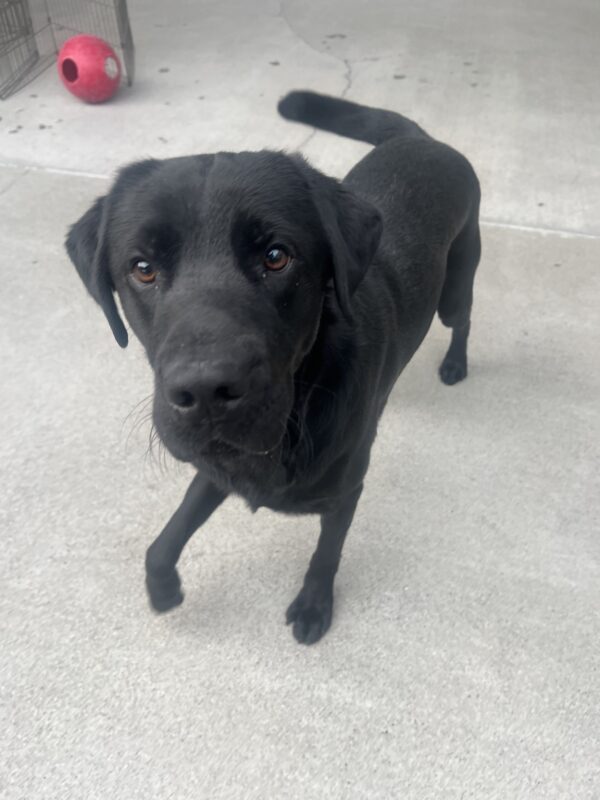 Nero is playing in the community run area. He us staring up at the camera with one leg lifted up.