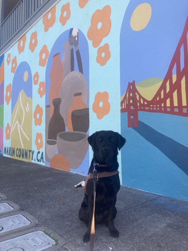 Dita sits in harness in front of a colorful painted mixed mural of mountains, an assortment of pottery, and the golden gate bridge. The Mural also says 'Marin County, CA in the bottom left corner.