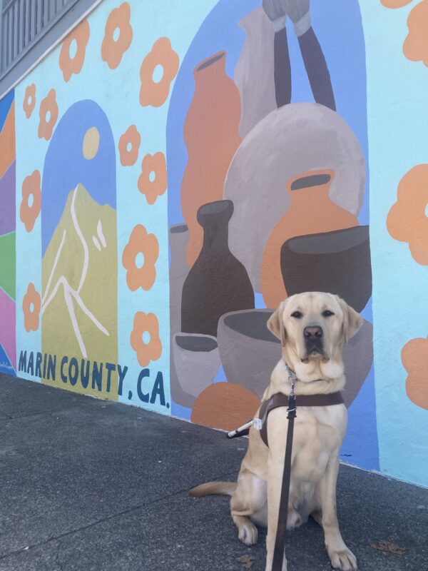 Parker sits in harness in front of a colorful mural with mountains, flowers, and an assortment of pottery. The mural also says 'Marin County, CA' at the bottom left corner.