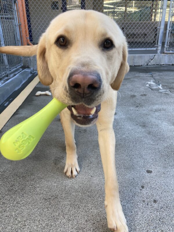 Parker is towards the camera in community run. He is holding a green rubber bone and is looking sweetly into the camera.