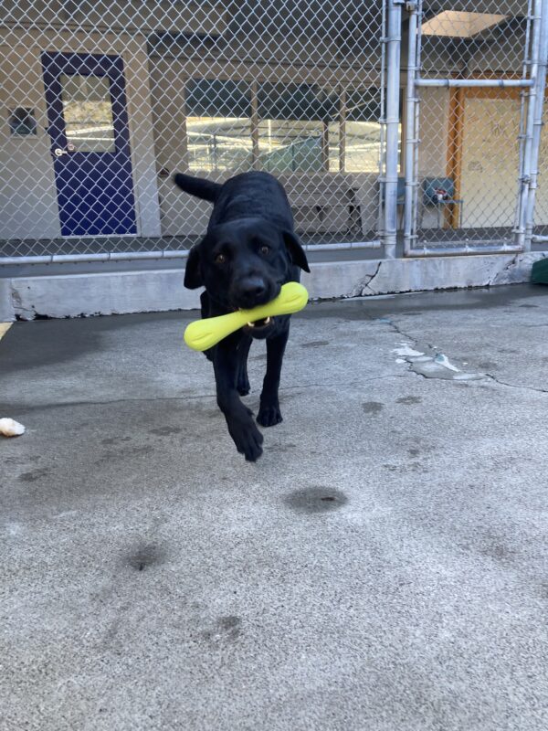 Dita is running towards the camera holding a green rubber bone in her mouth in community run. All four feet look to be off the ground as she runs.