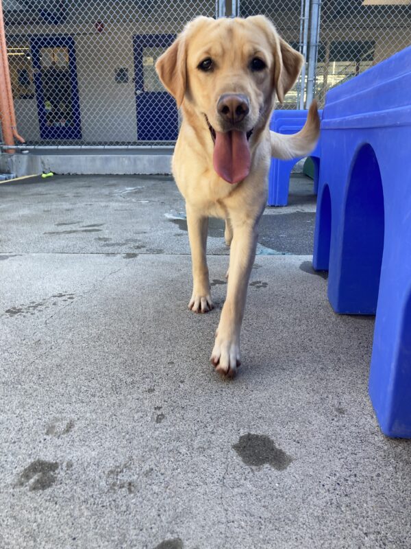 Anya is running in community run towards the camera and her tongue is hanging out. There is a blue play structure next to her.