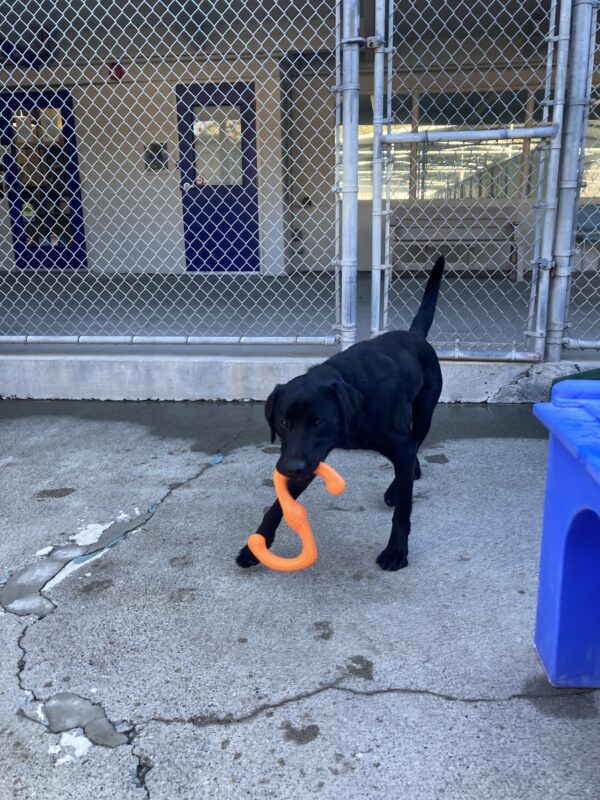 Lonny plays with an orange rubber tug toy in community run.