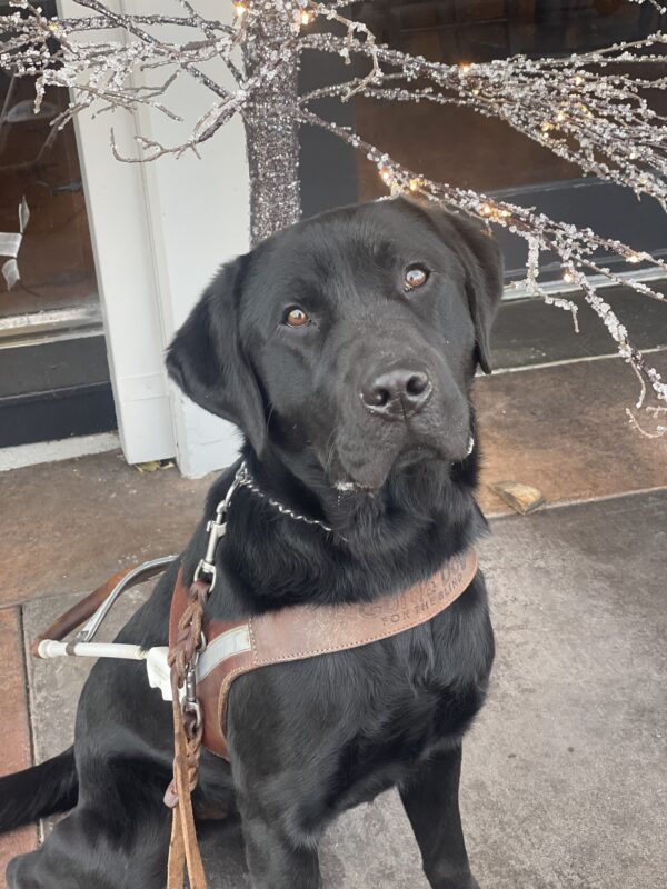 Melbourne sits in harness on the sidewalk and is gazing attentively at the camera. In the background is a decorated tree covered with lights and a sparkly material simulating ice on the branches.