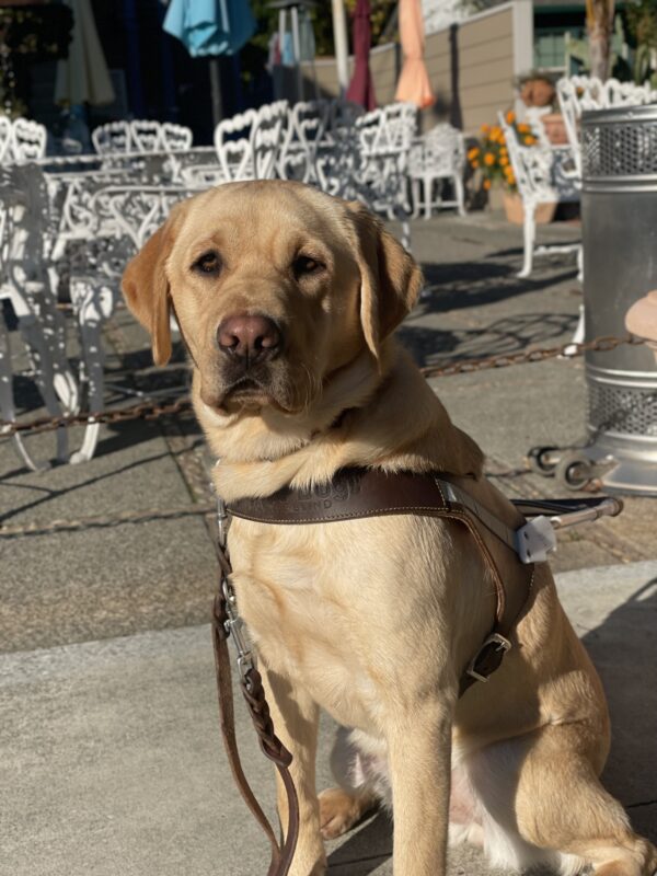 Hope sits in harness on the sidewalk and gazes directly at the camera. White patio furniture and colorful umbrellas are in the background.