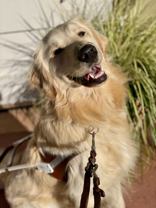 Collins sits regally in harness with his mouth slightly open and the sun reflecting off his beautiful golden coat. There's a white building and large green plant in the background.