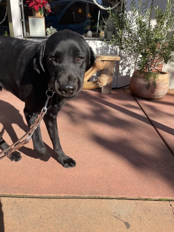 Kramer proudly shows off a wishbone shaped Nylabone he's holding in his mouth. A storefront, wooden bench and small potted tree are in the background.