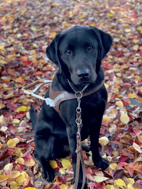 Kramer is sitting in harness surrounded by a bunch of colorful yellow, red and orange leaves on the sidewalk. He's looking attentively at the camera.