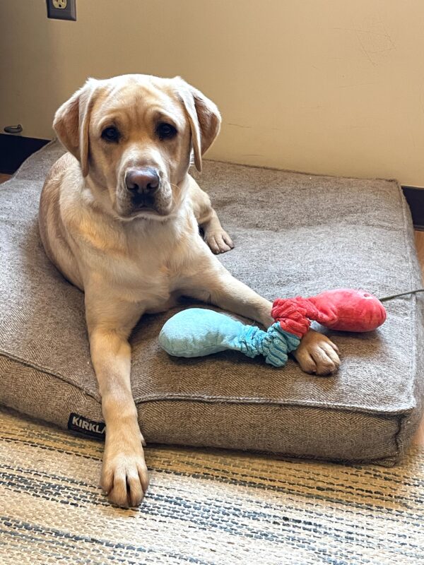 Hope relaxes on a plush dog bed. She's gazing directly at the camera with a blue and red soft toy draped across her paw.
