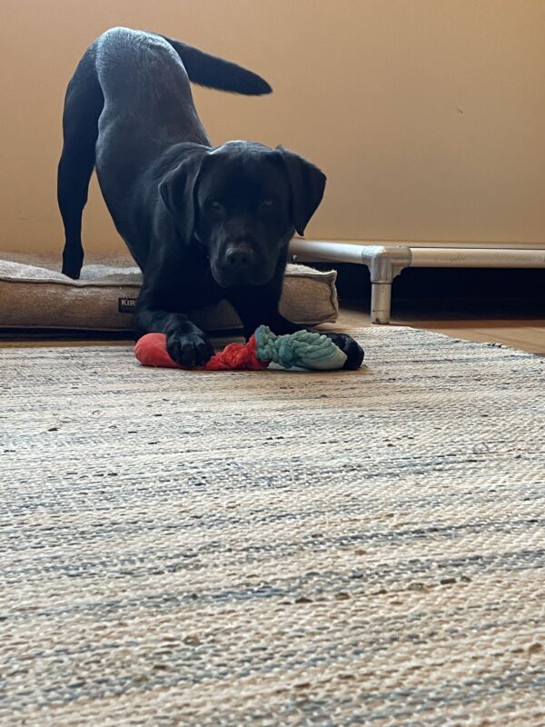 Melbourne is in a play bow with his back feet on a dog bed. There's also a blue and red stuffed toy under his front paw.