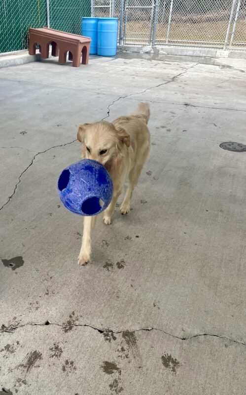 Collins is seen mid stride proudly carrying a large blue Jolly ball in his mouth, enjoying his playtime in community run.