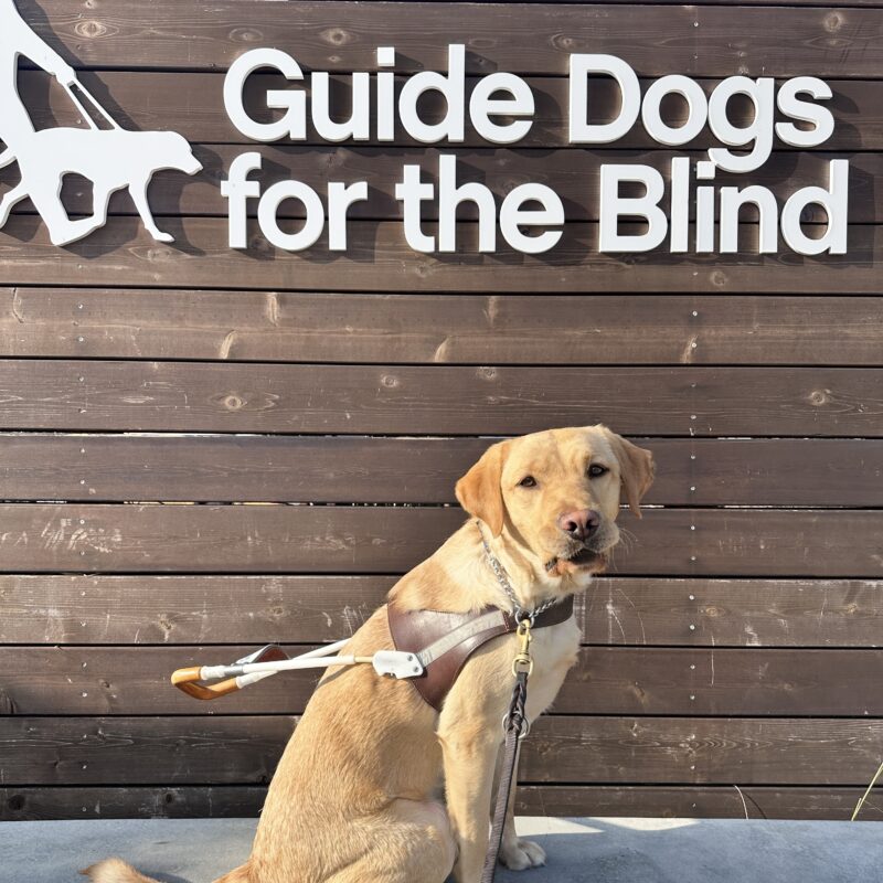 Fisher is on a low wall in front of a sign with Guide Dogs’ logo. He is looking at the camera.