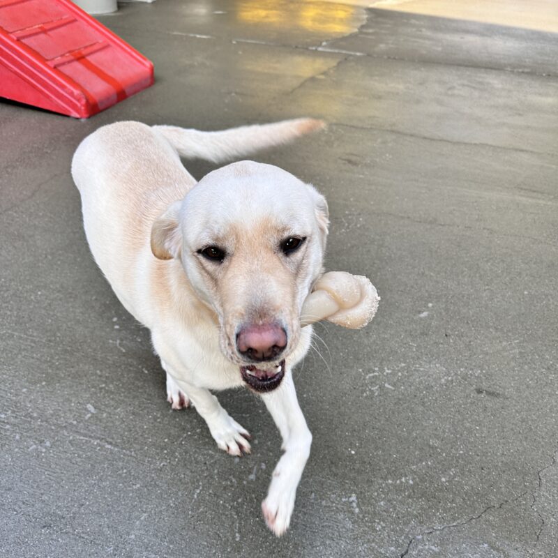 Prosecco running on cement toward the camera with a bone in her mouth.