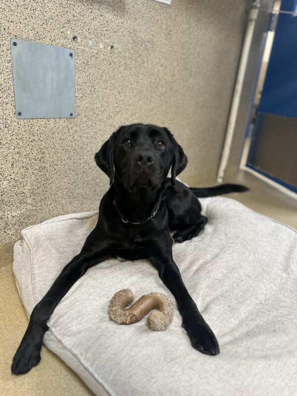 Geyser lying on a grey dog bed with a bone between his legs, looking at the camera