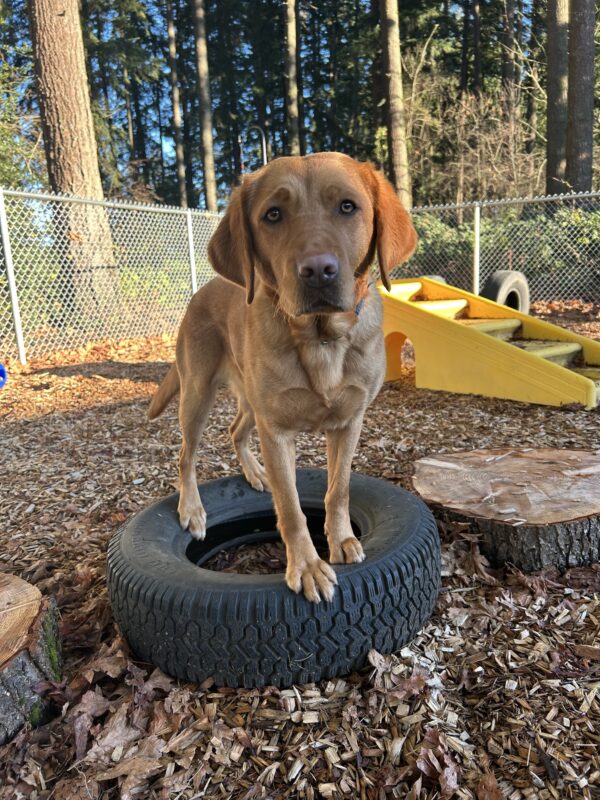 Briar, a deep red-colored yellow Labrador Retriever, poses in an off-leash area with all four feet perched atop a black tire.