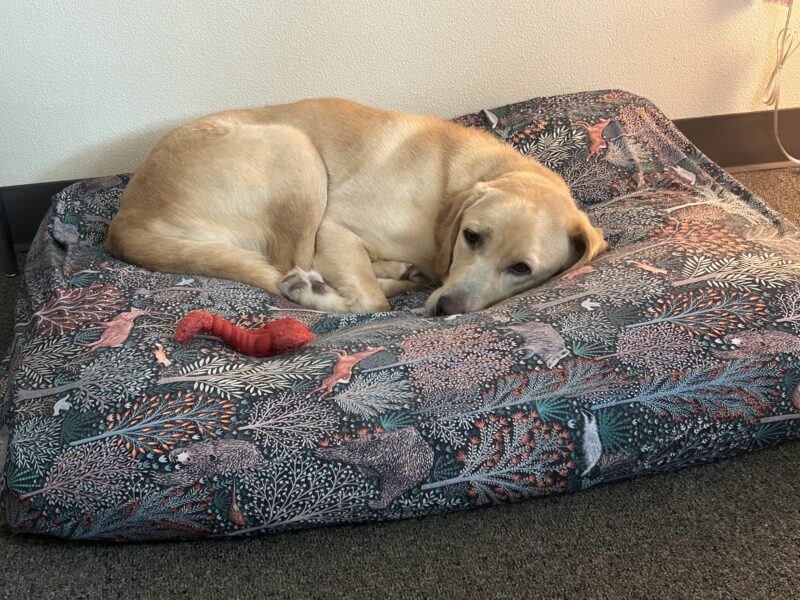 Yellow Labrador Retriever Heath is all curled up on a colorful dog bed.