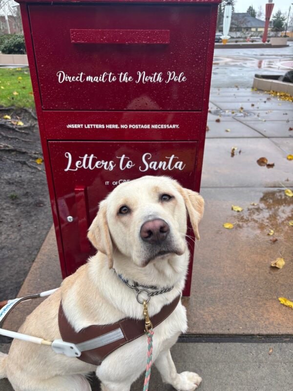 A Yellow lab sits on a sidewalk in harness looking at the camera. Behind her is a red square mailbox with white letting that says