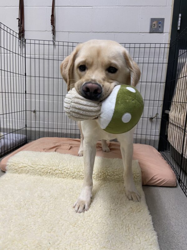Ivan stands on a soft bed in an x-pen in the center section of the kennel. He is looking at the camera and has a green and white mushroom stuffy toy in his mouth.