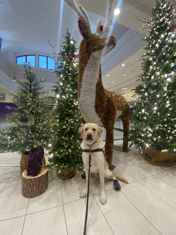 Ivan sits in front of a holiday display in the mall. He is wearing his guide dog harness and booties on his hind feet. Behind him are trees of varying heights lit up with white lights and a large reindeer statue