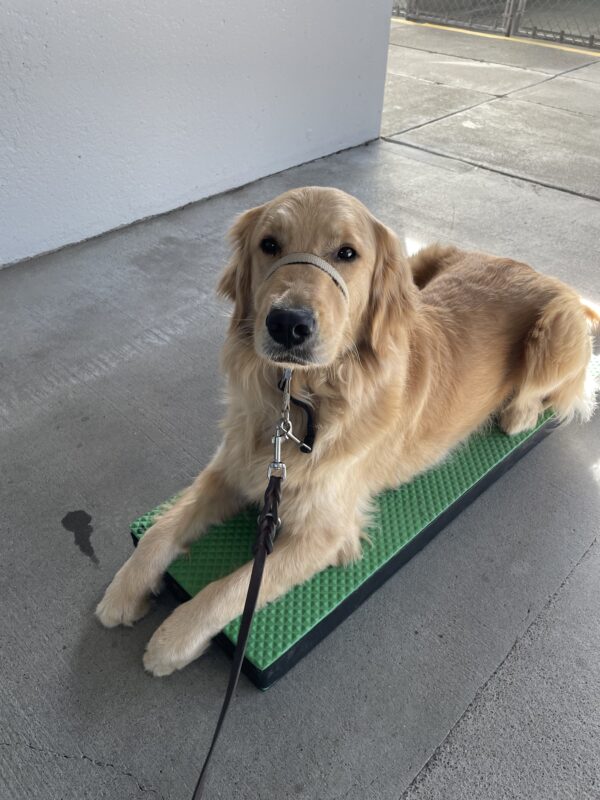 <p>Ivy practices a down-stay on a green target in the kennel breezeway.</p>