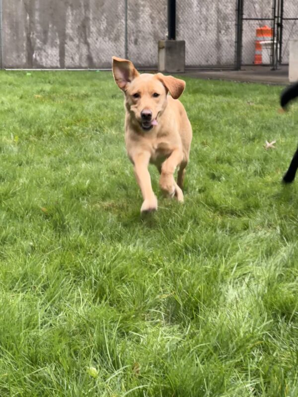 Jacinda runs through a grassy field. Both of her front feet are up in the air, her tongue is poking out the left side of her mouth, and her right ear is flying up while she runs.